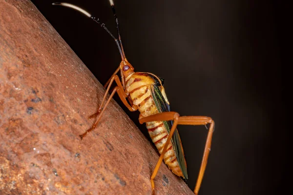 Folha Bug Espécie Lucullia Flavovittata — Fotografia de Stock