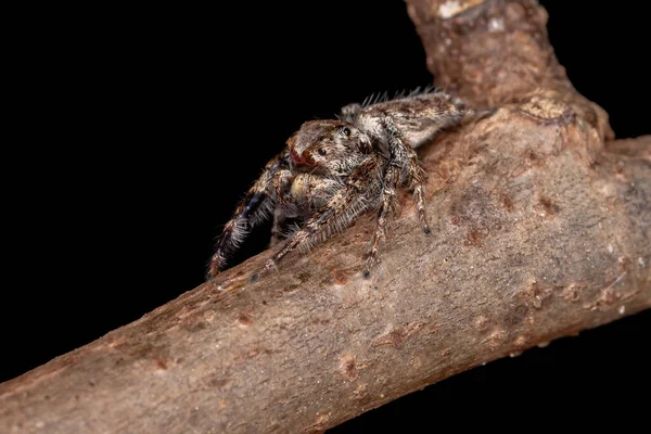 Araña Saltadora Masculina Del Género Metaphidippus —  Fotos de Stock