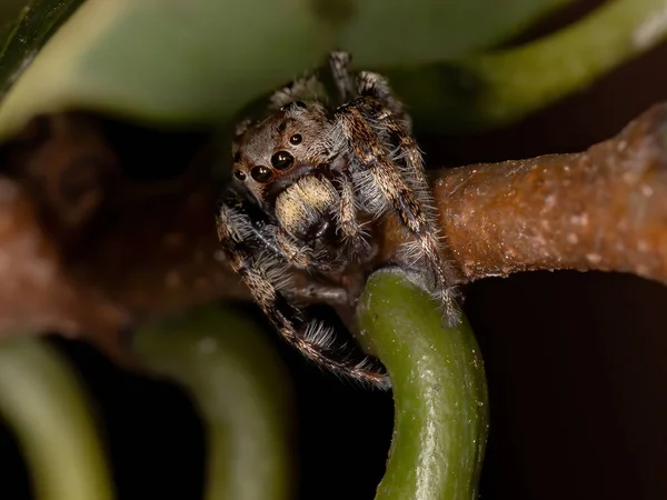 Aranha Salto Macho Gênero Metaphidippus — Fotografia de Stock