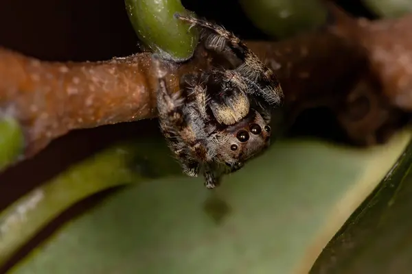 Genus Metaphidippus — 스톡 사진