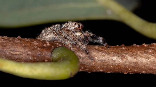 Αρσενικό Άλμα Αράχνη Του Genus Metaphidippus — Φωτογραφία Αρχείου