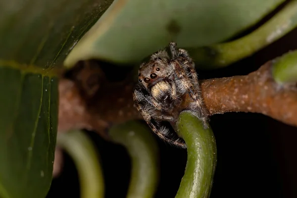 Araña Saltadora Masculina Del Género Metaphidippus —  Fotos de Stock