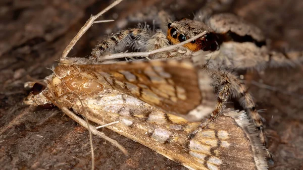 Skok Ścianę Szary Pająk Gatunku Menemerus Bivittatus Żerujący Moth Montażowym — Zdjęcie stockowe