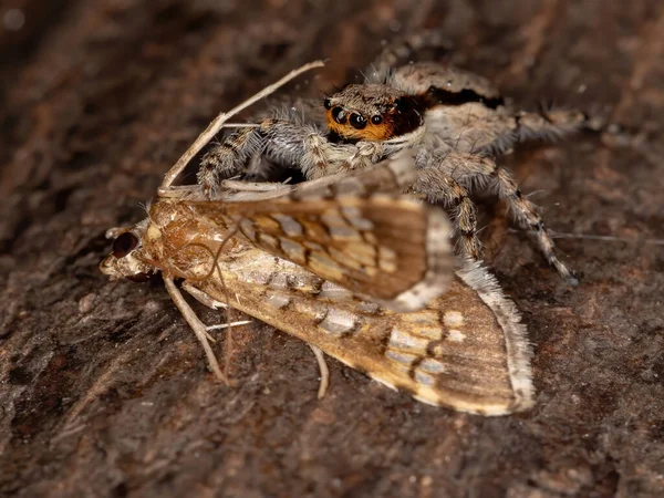 Mur Gris Araignée Sauteuse Espèce Menemerus Bivittatus Attaquant Papillon Espèce — Photo