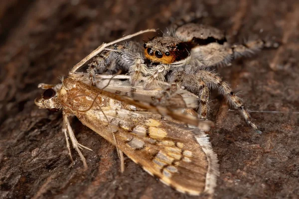 Skok Ścianę Szary Pająk Gatunku Menemerus Bivittatus Żerujący Moth Montażowym — Zdjęcie stockowe