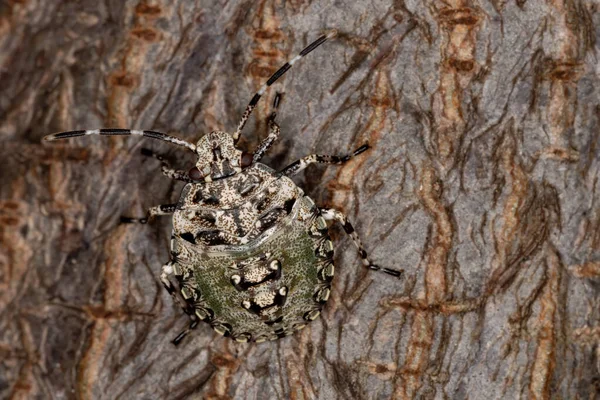 Brazilian Stink Bug Gênero Antiteuchus — Fotografia de Stock