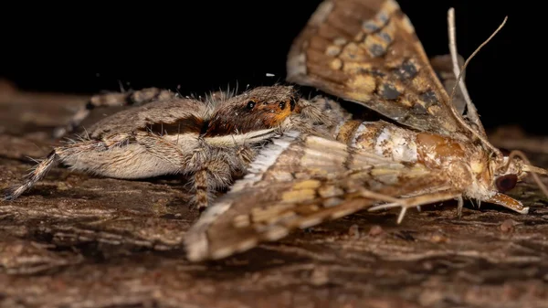 Skok Ścianę Szary Pająk Gatunku Menemerus Bivittatus Żerujący Moth Montażowym — Zdjęcie stockowe