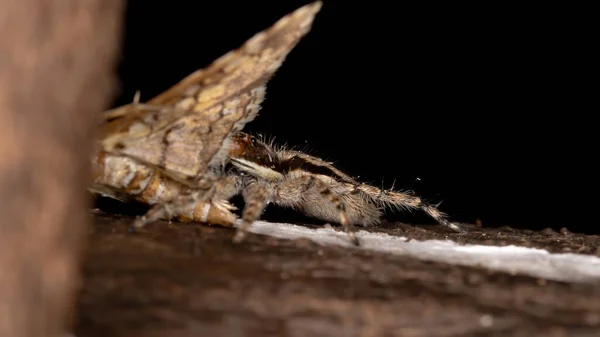 Šedá Stěna Skákání Pavouk Druhu Menemerus Bivittatus Kořist Shromáždění Moth — Stock fotografie