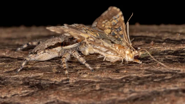 Skok Ścianę Szary Pająk Gatunku Menemerus Bivittatus Żerujący Moth Montażowym — Zdjęcie stockowe