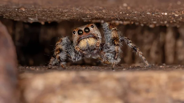 Αρσενικό Άλμα Αράχνη Του Genus Metaphidippus — Φωτογραφία Αρχείου