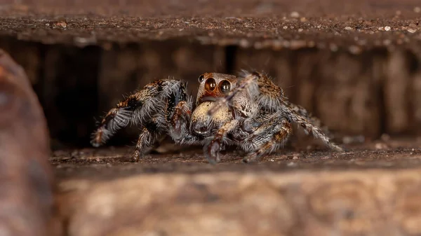 Männliche Springspinne Der Gattung Metaphidippus — Stockfoto