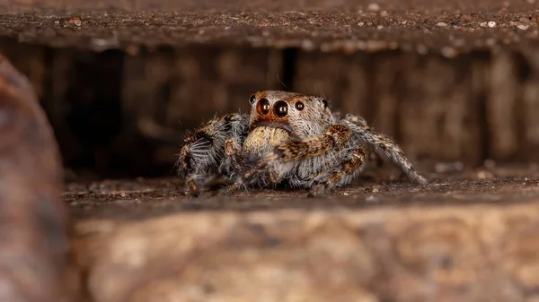 Männliche Springspinne Der Gattung Metaphidippus — Stockfoto