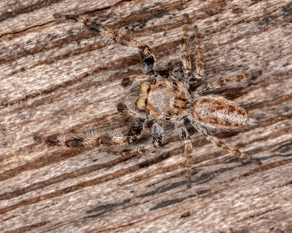 Male Jumping Spider Genus Metaphidippus — Stock Photo, Image