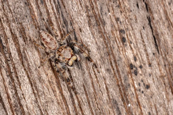 Metaphidippus Cinsinin Erkek Sıçrayan Örümceği — Stok fotoğraf