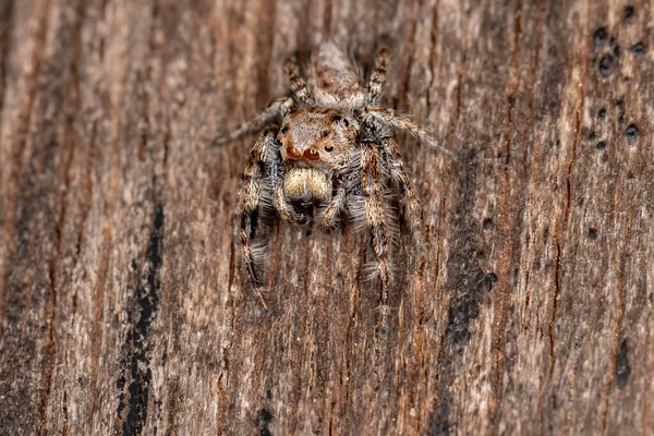 Aranha Salto Macho Gênero Metaphidippus — Fotografia de Stock