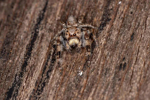 Aranha Salto Macho Gênero Metaphidippus — Fotografia de Stock