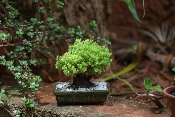 Bonsai Com Luz Criativa Fundo Amarelo — Fotografia de Stock