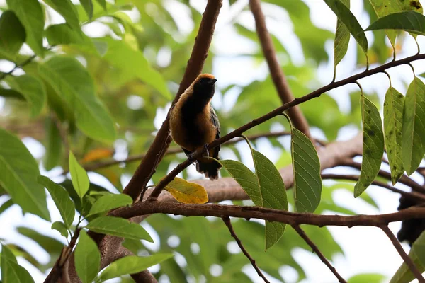 Bränd Buff Tanager Arten Stilpnia Cayana — Stockfoto