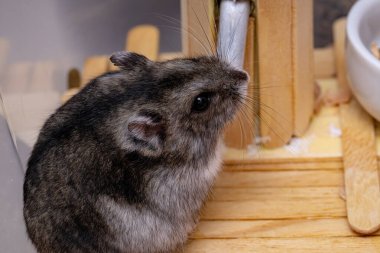 Campbell 'ın cüce hamster' ı Phodopus kampı.
