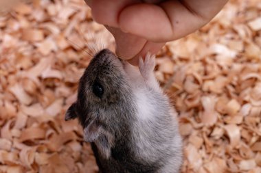 Campbell 'ın cüce hamster' ı Phodopus kampı.
