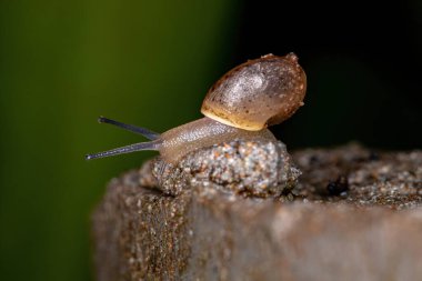 Bradybaena benzeri Asyalı Serseri Salyangoz