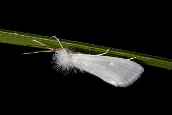 Crambid Snout Traça Espécie Rupela Albinella — Fotografia de Stock