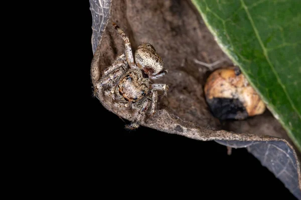 Skákající Pavouk Rodu Metaphidippus — Stock fotografie