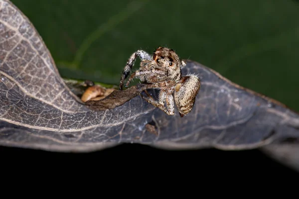 Павук Роду Метафідіппа — стокове фото