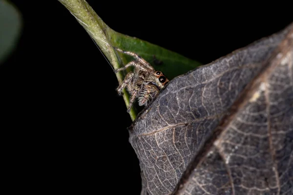 Aranha Saltadora Género Metaphidippus — Fotografia de Stock