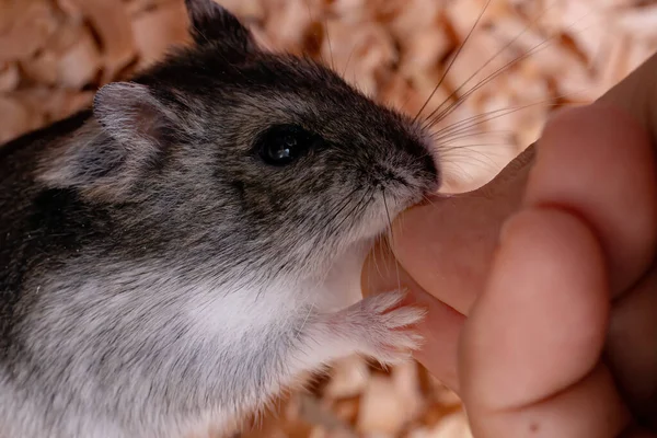 Hamster Anão Campbell Espécie Phodopus Campbelli — Fotografia de Stock