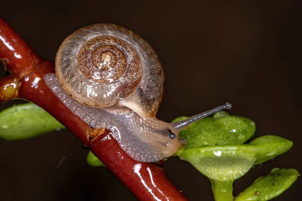 Vagabondo Asiatico Lumaca Della Specie Bradybaena Similaris — Foto Stock