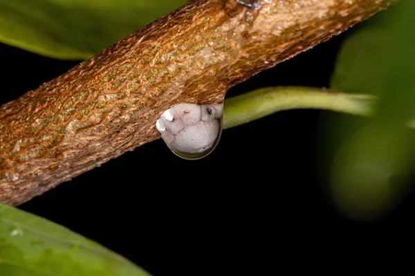 Escala Cera Dos Gêneros Ceroplastes — Fotografia de Stock