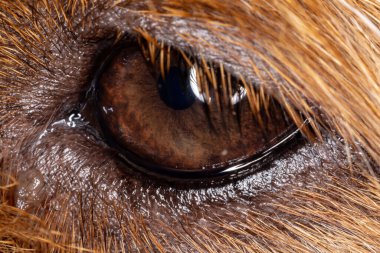 Büyültülmüş küçük köpek gözü