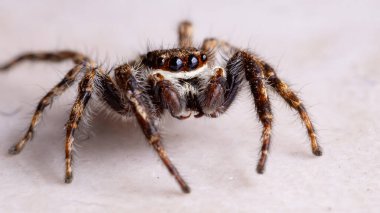 Gri Duvar Atlayan Örümcek türü Menemerus bivittatus