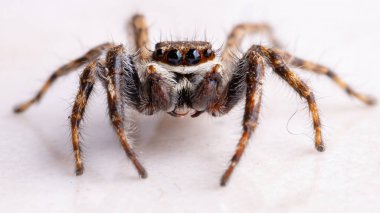 Gri Duvar Atlayan Örümcek türü Menemerus bivittatus