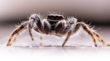 Gri Duvar Atlayan Örümcek türü Menemerus bivittatus