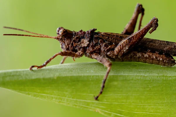 Kortgehoornde Sprinkhaan Van Familie Ommexechidae — Stockfoto