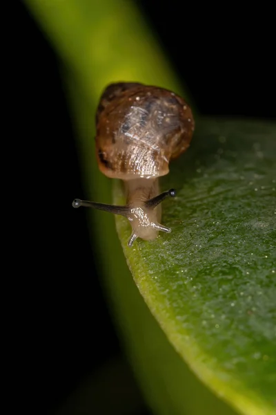 Helicinan Snail Rodu Bulimulus — Stock fotografie