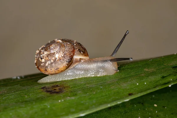 Asian Tramp Snail Species Bradybaena Similaris — Stock Photo, Image