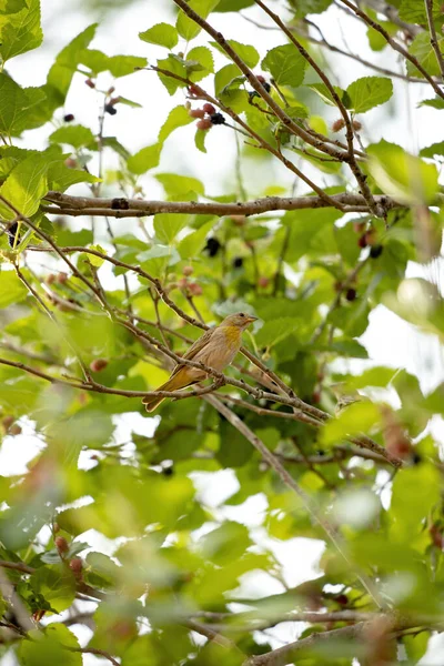 Бразильський Saffron Finch Species Sicalis Flaveola — стокове фото