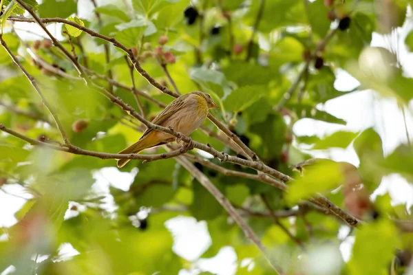 Brasiliansk Saffran Finch Arten Sicalis Flaveola — Stockfoto