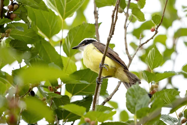 Великий Кіскаді Виду Pitangus Sulphuratus — стокове фото