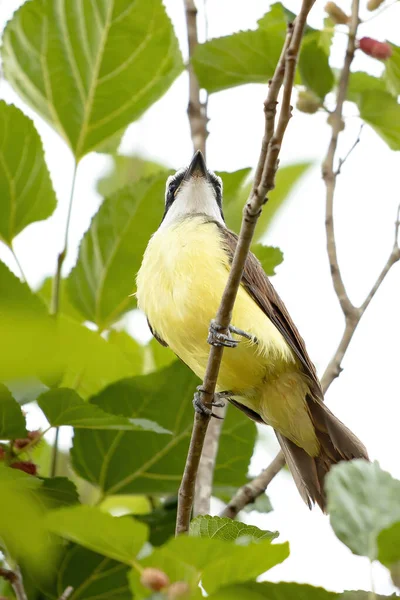 Большой Кискади Вида Pitangus Sulphuratus — стоковое фото