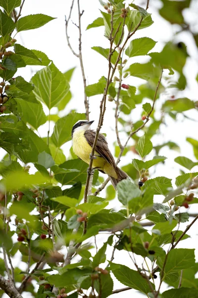 Gran Kiskadee Especie Pitangus Sulphuratus — Foto de Stock