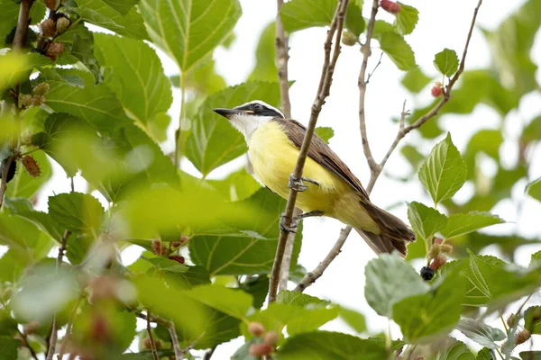 Великий Кіскаді Виду Pitangus Sulphuratus — стокове фото