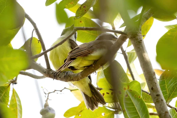 Stora Kiskadee Arten Pitangus Sulphuratus — Stockfoto