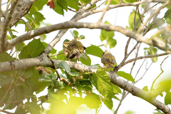 Stora Kiskadee Arten Pitangus Sulphuratus — Stockfoto