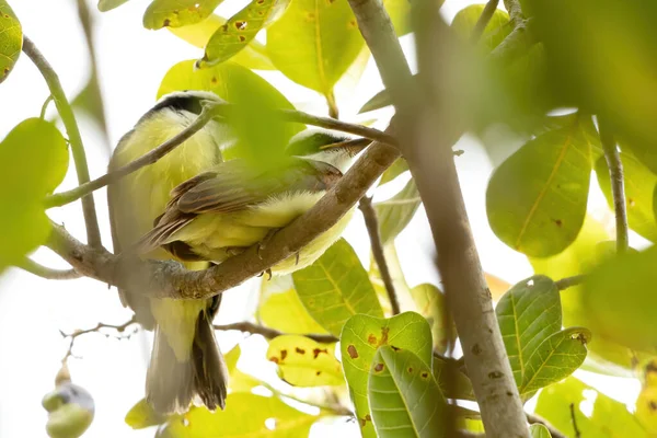 Stora Kiskadee Arten Pitangus Sulphuratus — Stockfoto