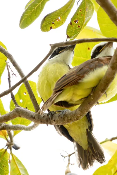 Grand Kiskadee Espèce Pitangus Sulphuratus — Photo