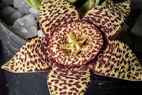 star flower of the species Orbea variegata